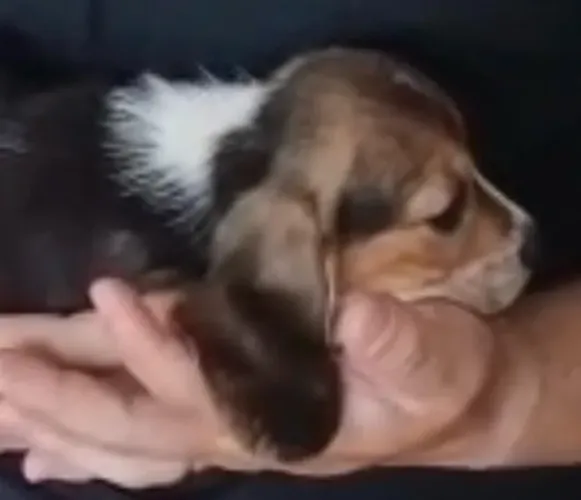 Beagle puro excelente 