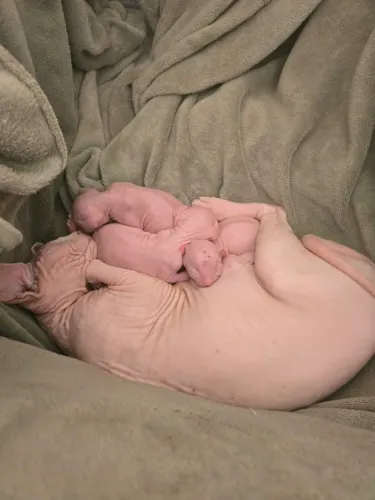 Gatinhos sem pelo