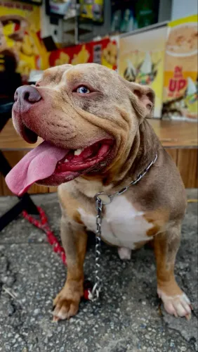 American Bully - DOAÇÃO URGENTE 