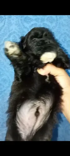 Shih tzu macho Black de botas 