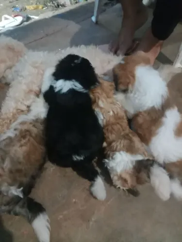 Vende se cachorrinhos 250$ cada