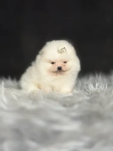 Lulu da pomerania padrão coreano