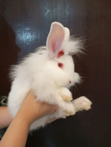 Mini loop filhote albino!