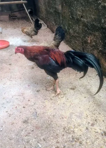 Vendo terno de bankiva