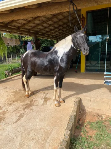 Égua piquira pampa de preto