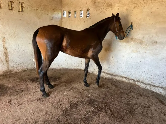 Potra quarto de milha 