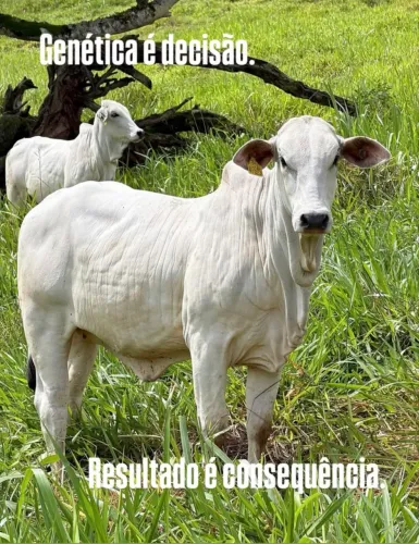 Novilhas Nelore 