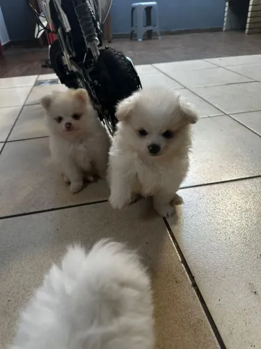 Filhotes Spitz alemão