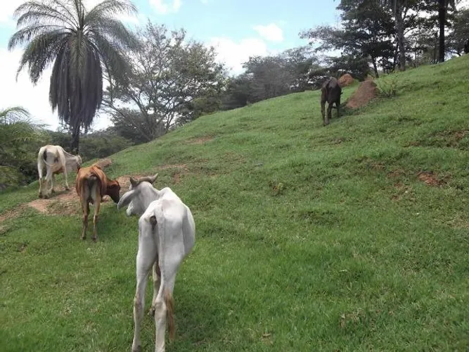 Serra do Cipó, lindo terreno rural de 41 hectares na MG10, com luz