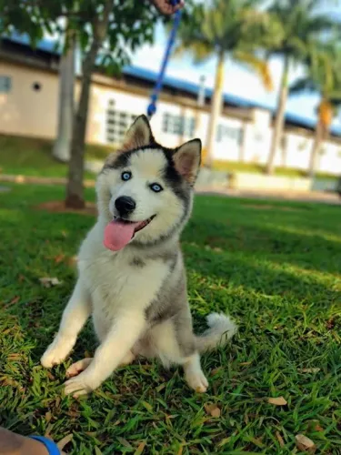 Filhote Husky Siberiano vermifugados em dia 