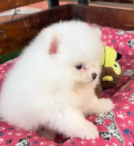 ?Disponíveis hoje! Spitz Alemão com estrutura top e temperamento encantador!? ?