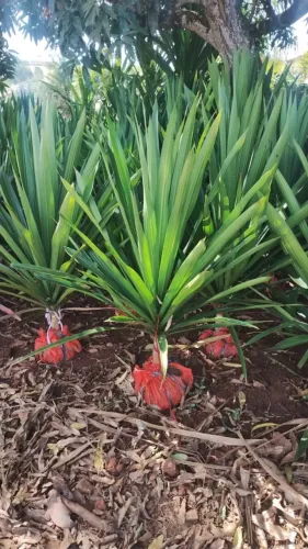 Mudas de Dracena Arbórea: A Elegância Vertical para Seu Espaço!