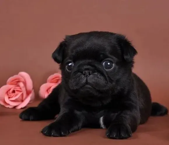 A Simpatia do Pug