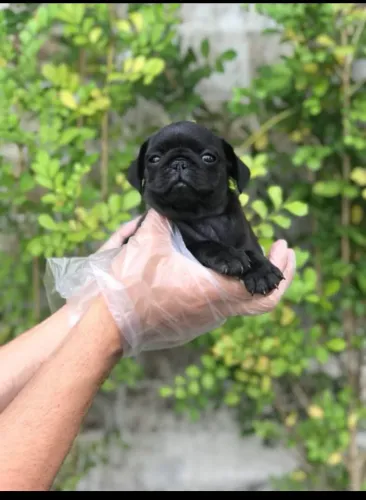 Filhotes de Pug - Dóceis, Inteligentes e Companheiros