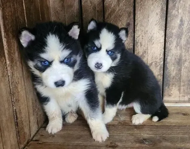 Filhote Husky Siberiano, Diga sim para uma vida cheia de brincadeiras e carinho!