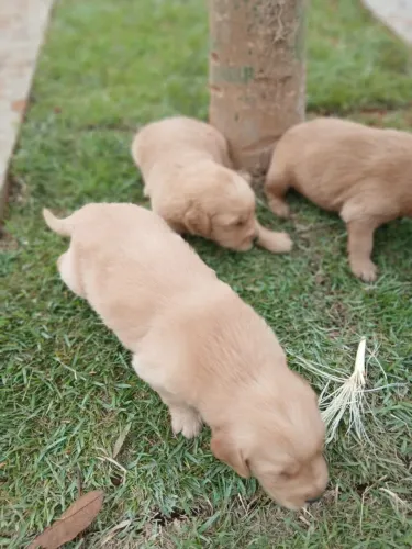 Filhotes de Golden Retriver a pronta entrega, comendo ração seca