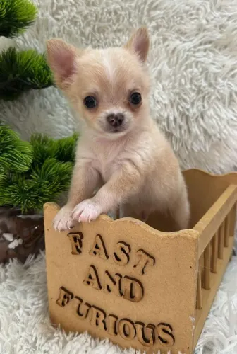 Chihuahua creme pêlo longo