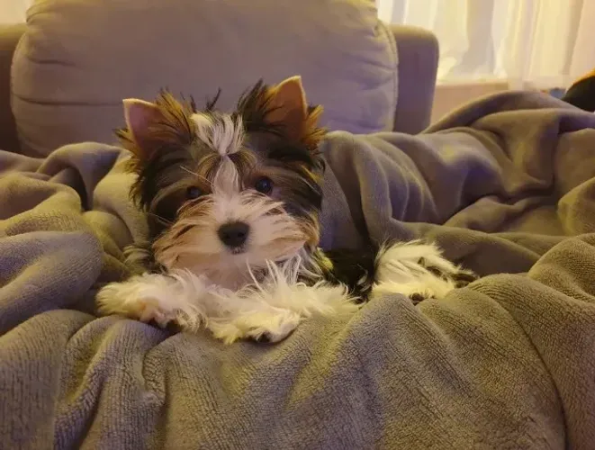 Biewer Terrier Macho Tricolor Filhote Alegre e Companheiro