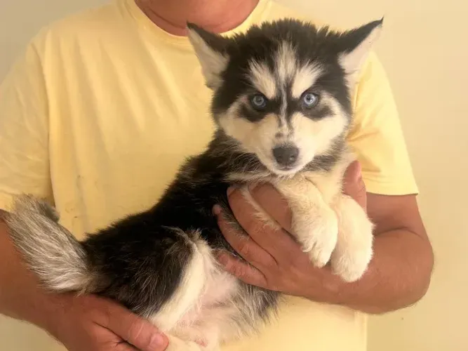 Husky siberiano artico