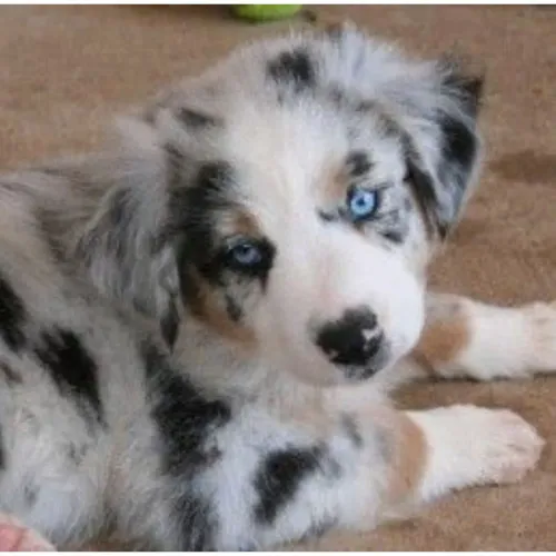 Border Collie filhotes lindos