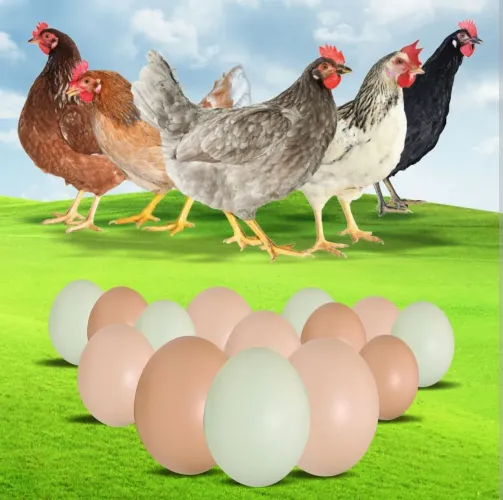 Galinha GLS (ovos coloridos)