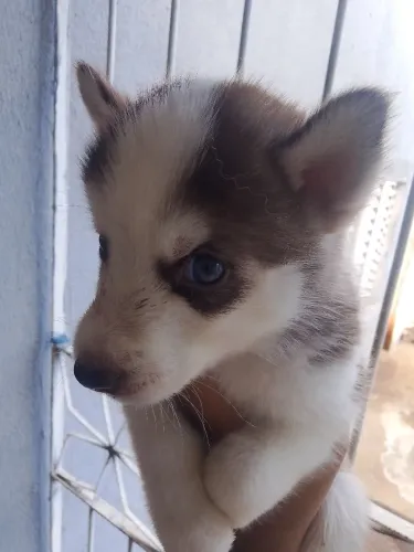 Husky siberiano 