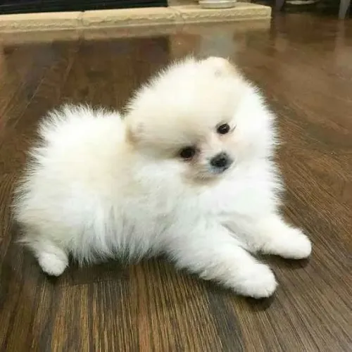 Filhote Spitz Alemão, Descubra a Alegria de Um Novo Amigo!
