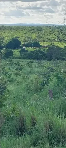 Fazenda 137 há Arinos MG
