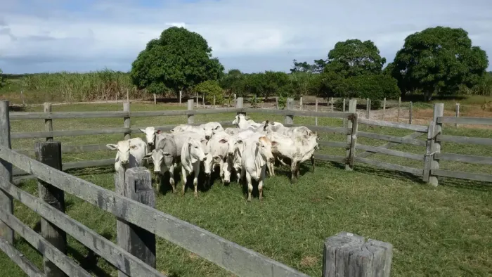 Refúgio em Barra do Furado: Sítio para Conectar-se à Natureza