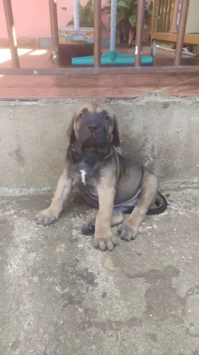 Fila Brasileiro 
