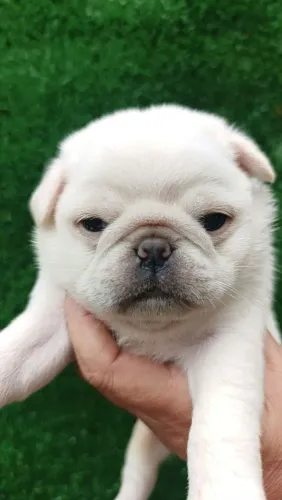 Filhote pug macho