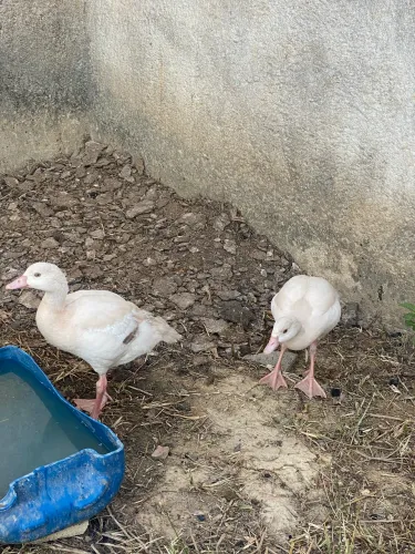 Casal ganso Egito