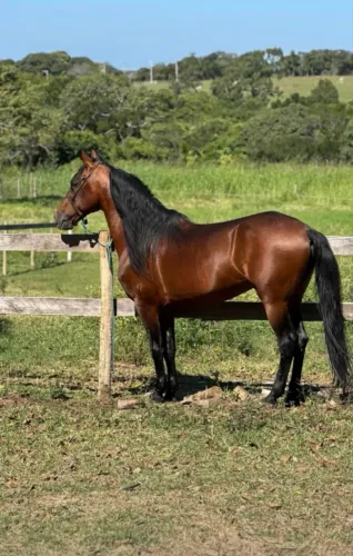Vendo Cavalo mangalarga 