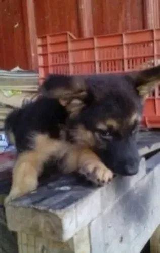 Pastor alemão Um pet lindo pode estar esperando por você