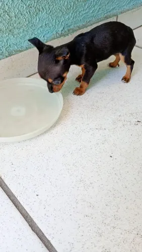 Pinscher 01