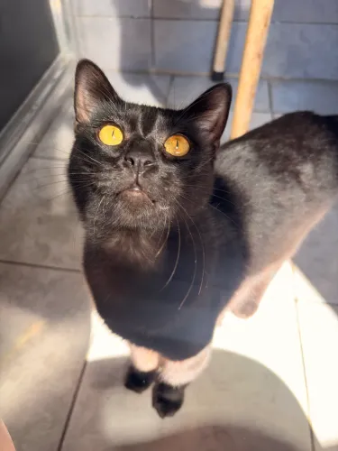 Gatos para adoção responsável 