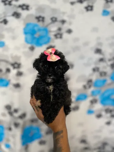 LINDA POODLE 0
