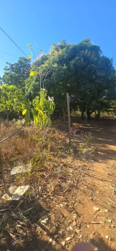 Lote de 2000 mil Lote de 2000 metros já murado em L.