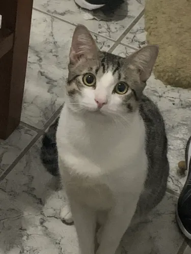 Gato macho castrado 