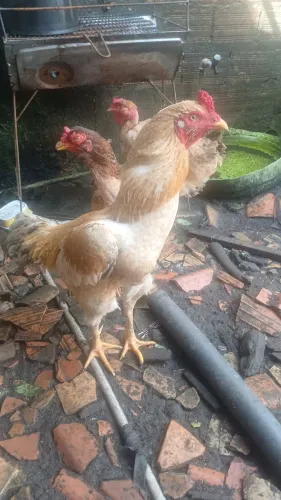 Galinhas caipira 4 por 150