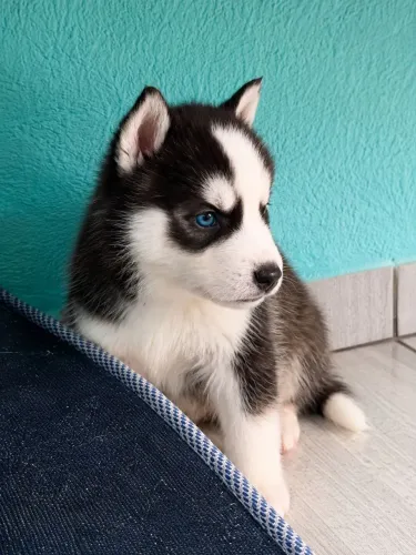 Fêmea filhote Husky Siberiano