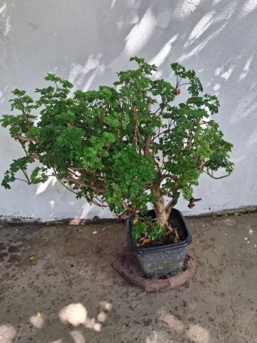 Linda árvore da Felicidade.