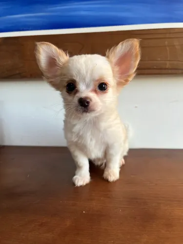 Chihuahua pelo longo machos