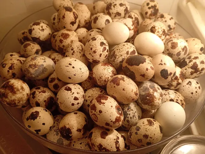 Ovos de codorna gigante galados