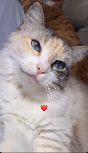 Adoção de gato