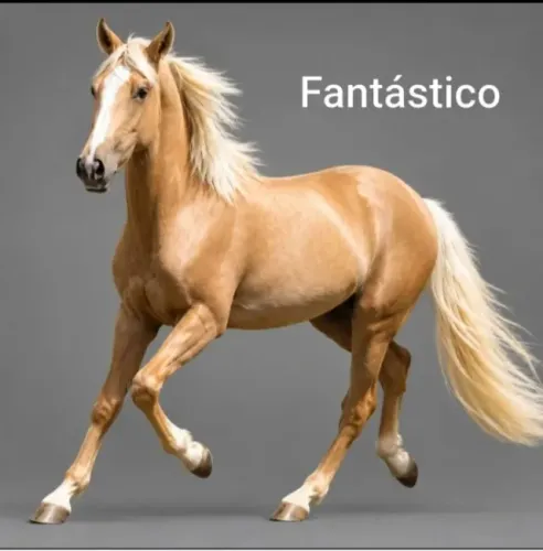 Cavalo