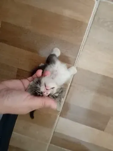 Gato filhote macho para adoção