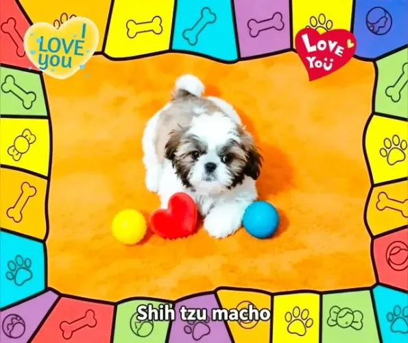 * Promoção* Filhote de Shih tzu macho de alto padrão!!!