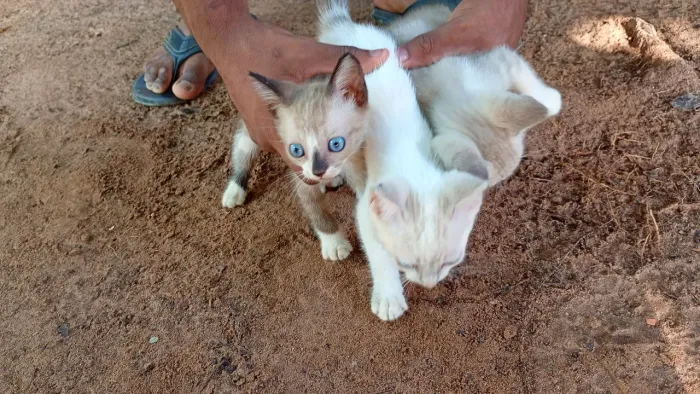 Doa-se gatinhos