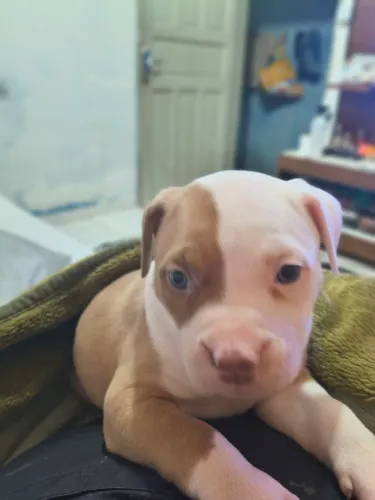 Filhotes Pitbull